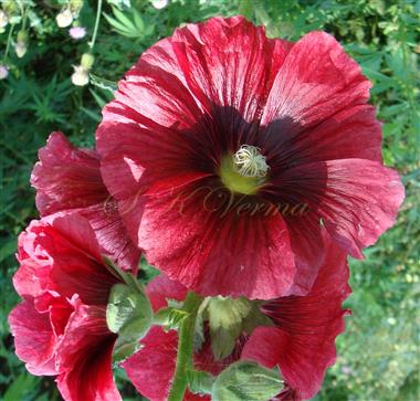  Flower